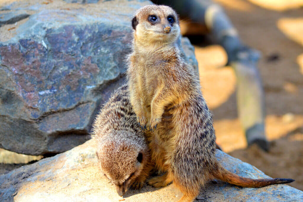 Two meerkats on lookout, standing on a rock at Tropical Birdland, Desford.